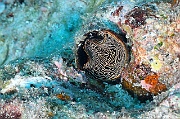 Thylacodes grandis vermet noir-Maldives Mahibadoo Rock-14m-20240424-da-DSC_6607_tn